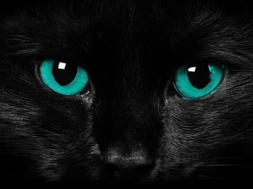 Gato negro ojos blancos