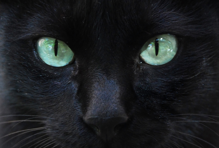 Gato negro ojos amarillos