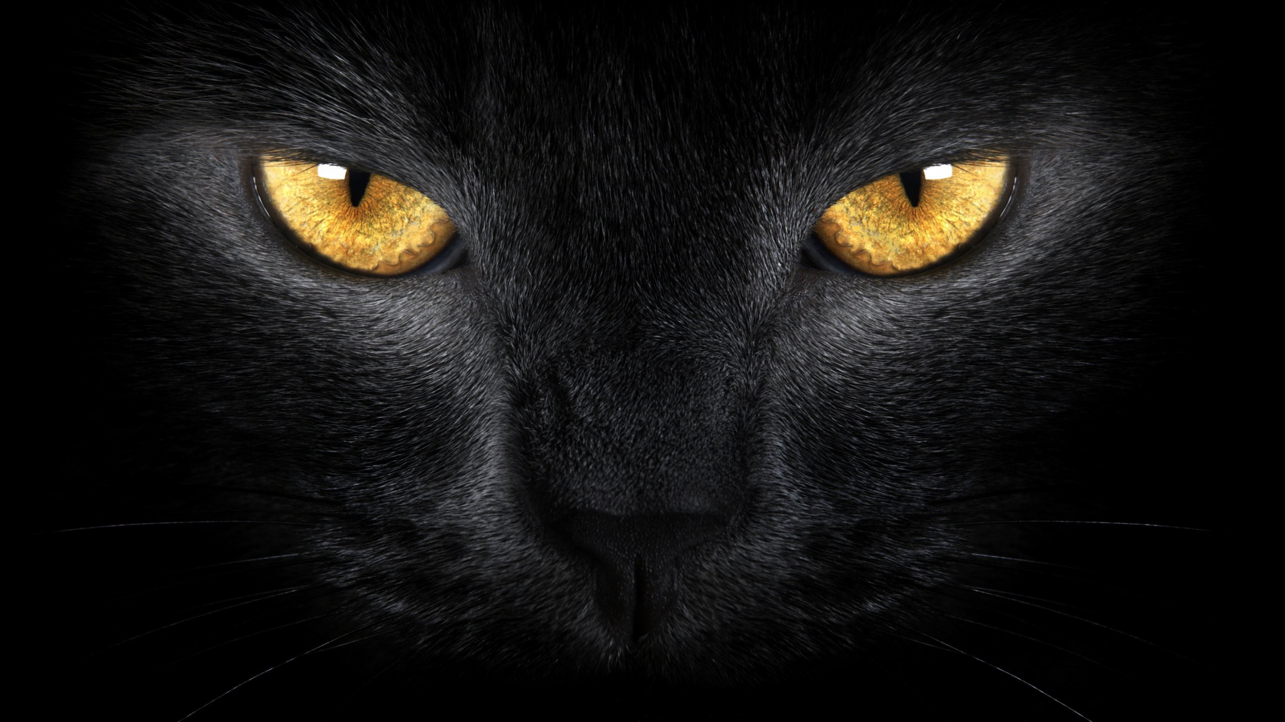 Gato negro ojos naranjas
